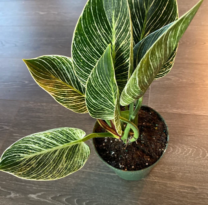 birkin philodendron price Philodendron Birkin (Regular)
