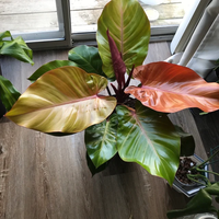 Philodendron McColley Finale