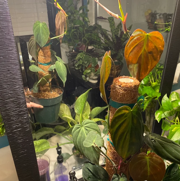 Philodendron Micans Plant Vines in Trellis