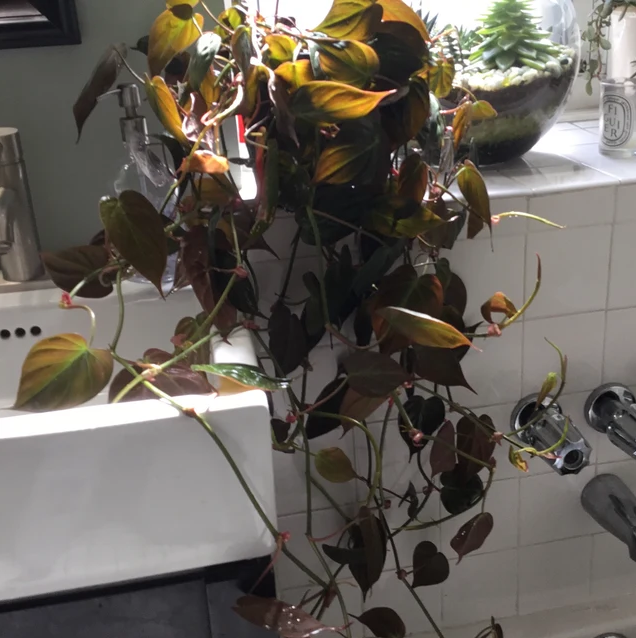Philodendron Micans in Hanging Basket, Live Plant Vines