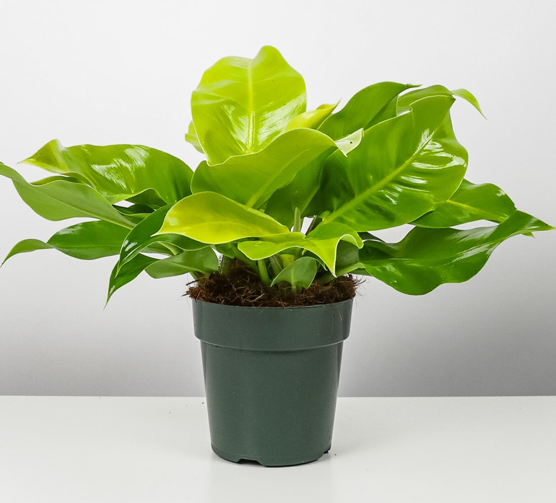 Philodendron Moonlight, Natures Way in a green pot