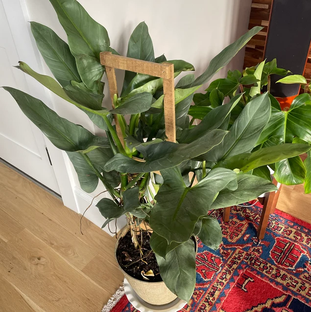 Philodendron Silver Sword Trellis, Live Plant Indoor Air Purifier in corner