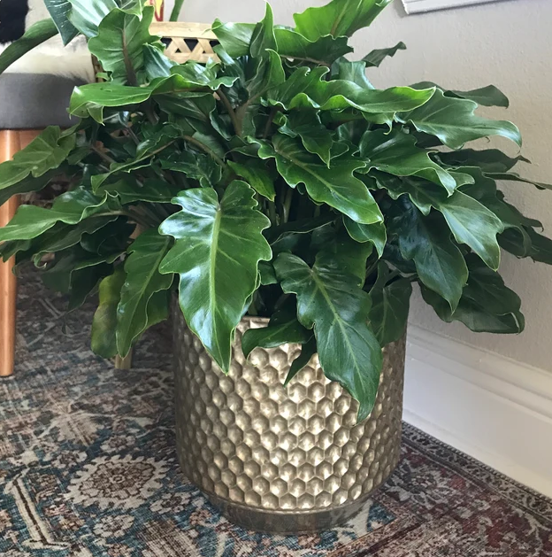 Philodendron Xanadu Winterbourn