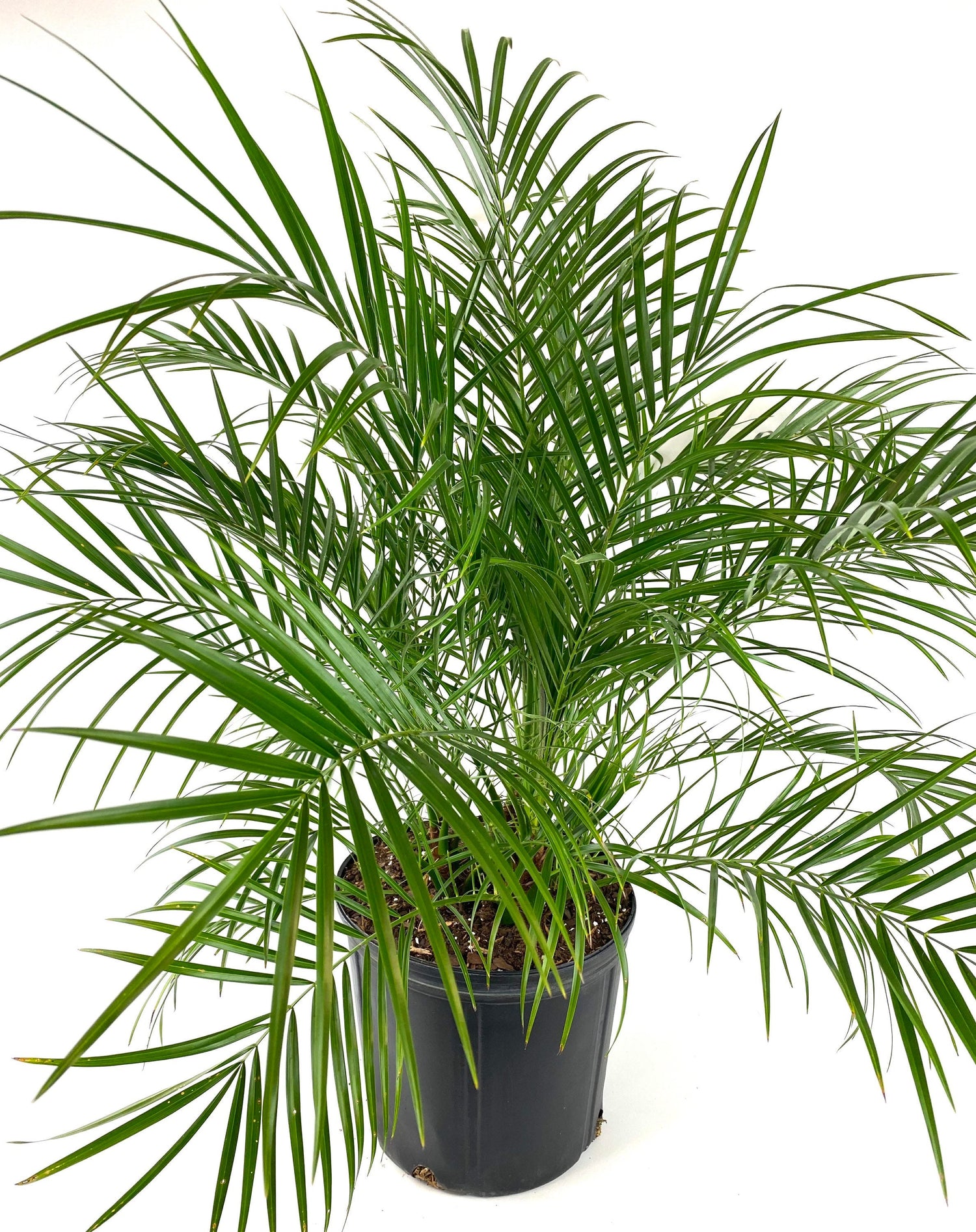 Young Phoenix Roebelenii Pygmy Date Palm with long narrow green fronds extending outward from a dense tropical canopy in a 2 gallon black plastic nursery pot.