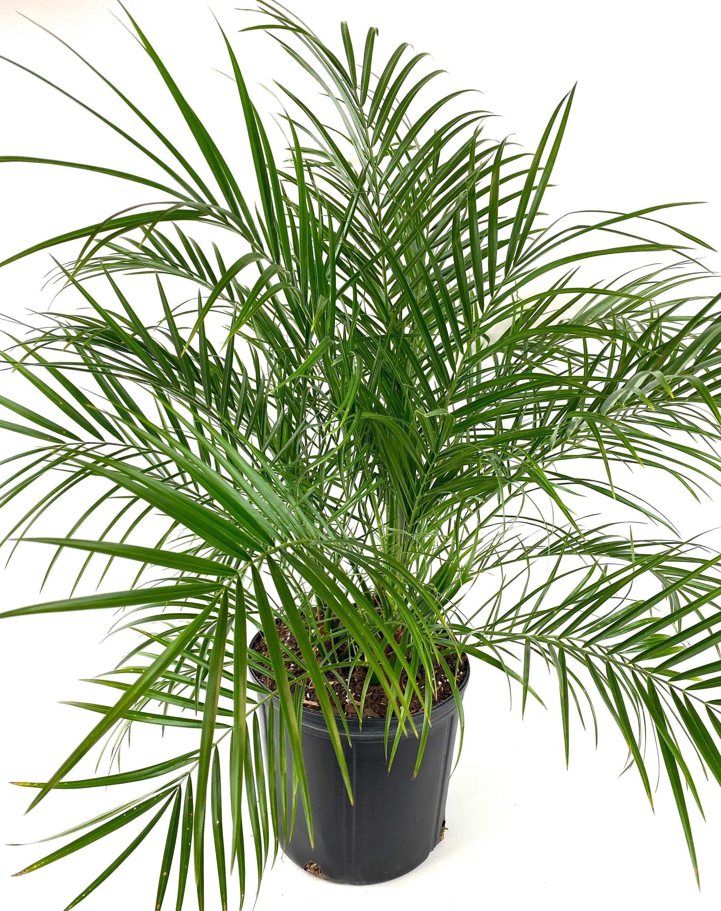 Young Phoenix Roebelenii Pygmy Date Palm with long narrow green fronds extending outward from a dense tropical canopy in a 2 gallon black plastic nursery pot.