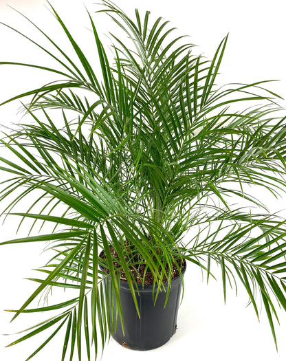 Young Phoenix Roebelenii Pygmy Date Palm with long narrow green fronds extending outward from a dense tropical canopy in a 2 gallon black plastic nursery pot.