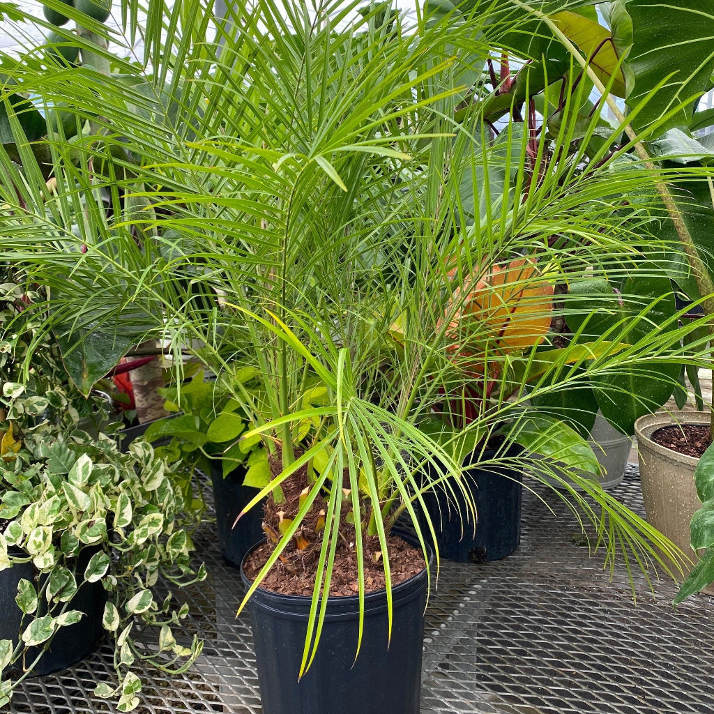 Date Palm Tree Tripple, Phoenix Roebelinii Pygmy Tropical Palm