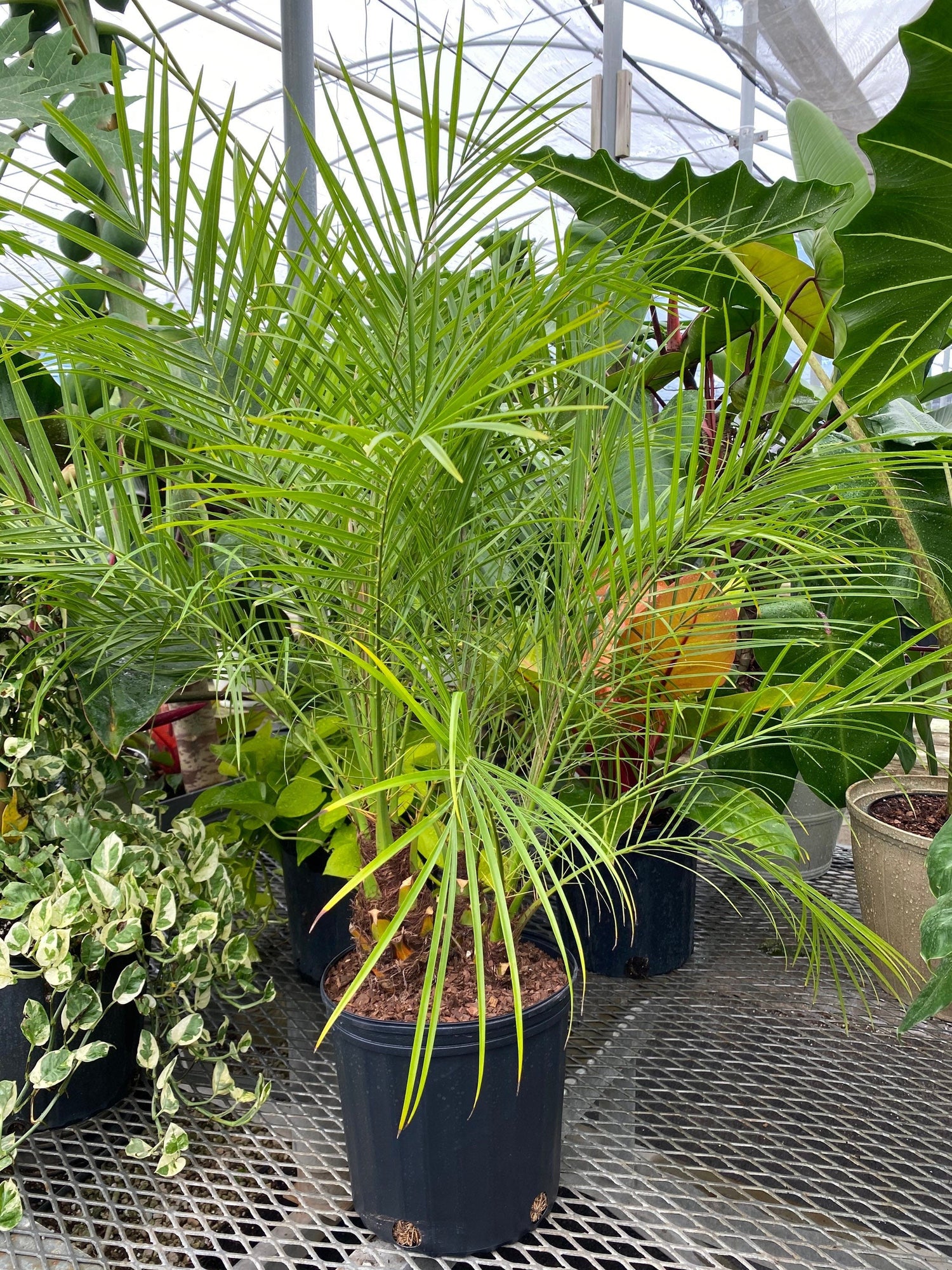 date plant in pot Date Palm Tree Tripple, Phoenix Roebelinii Pygmy Tropical Palm – Eureka Farms