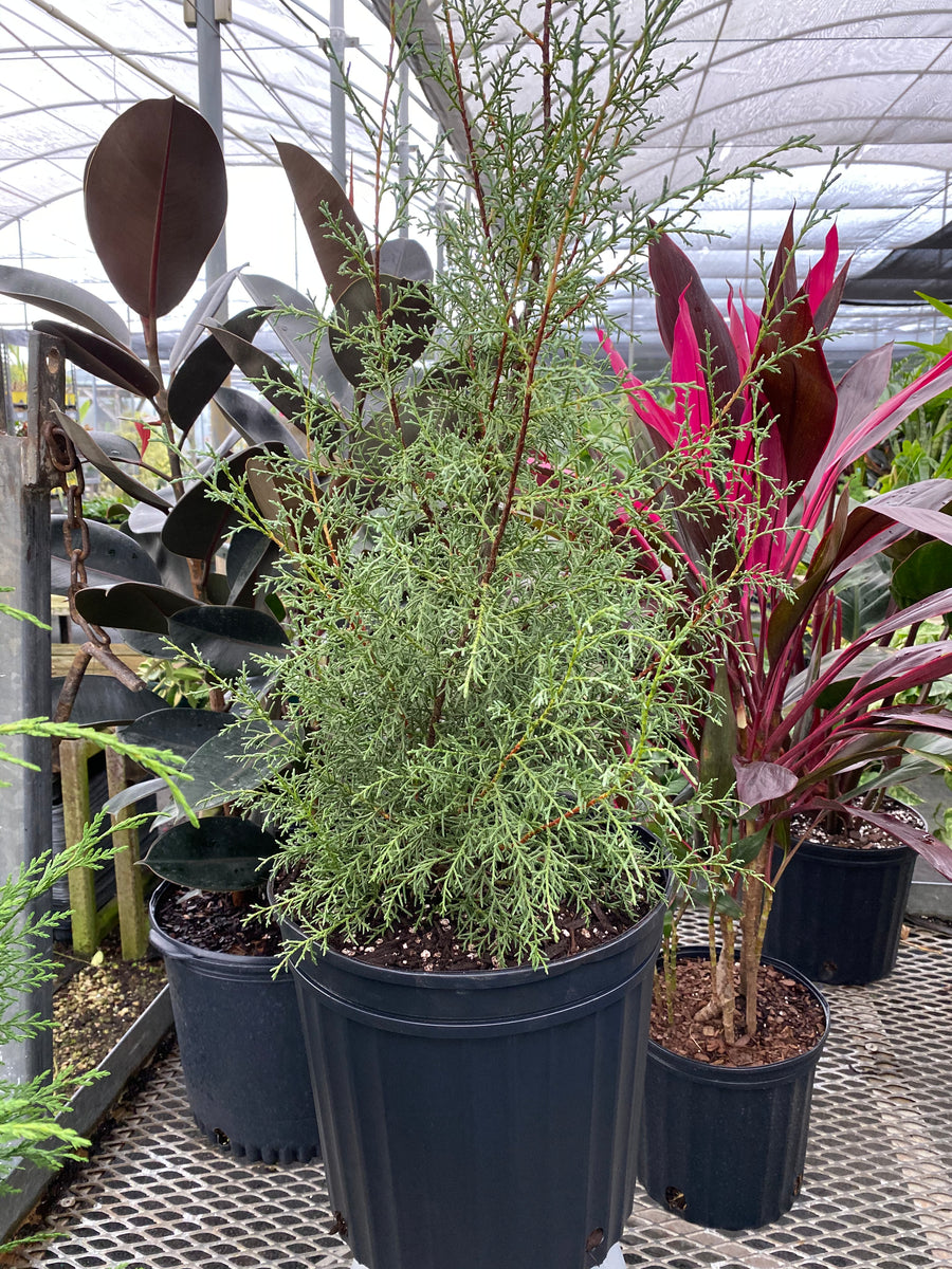 Carolina Sapphire Arizona Cypress