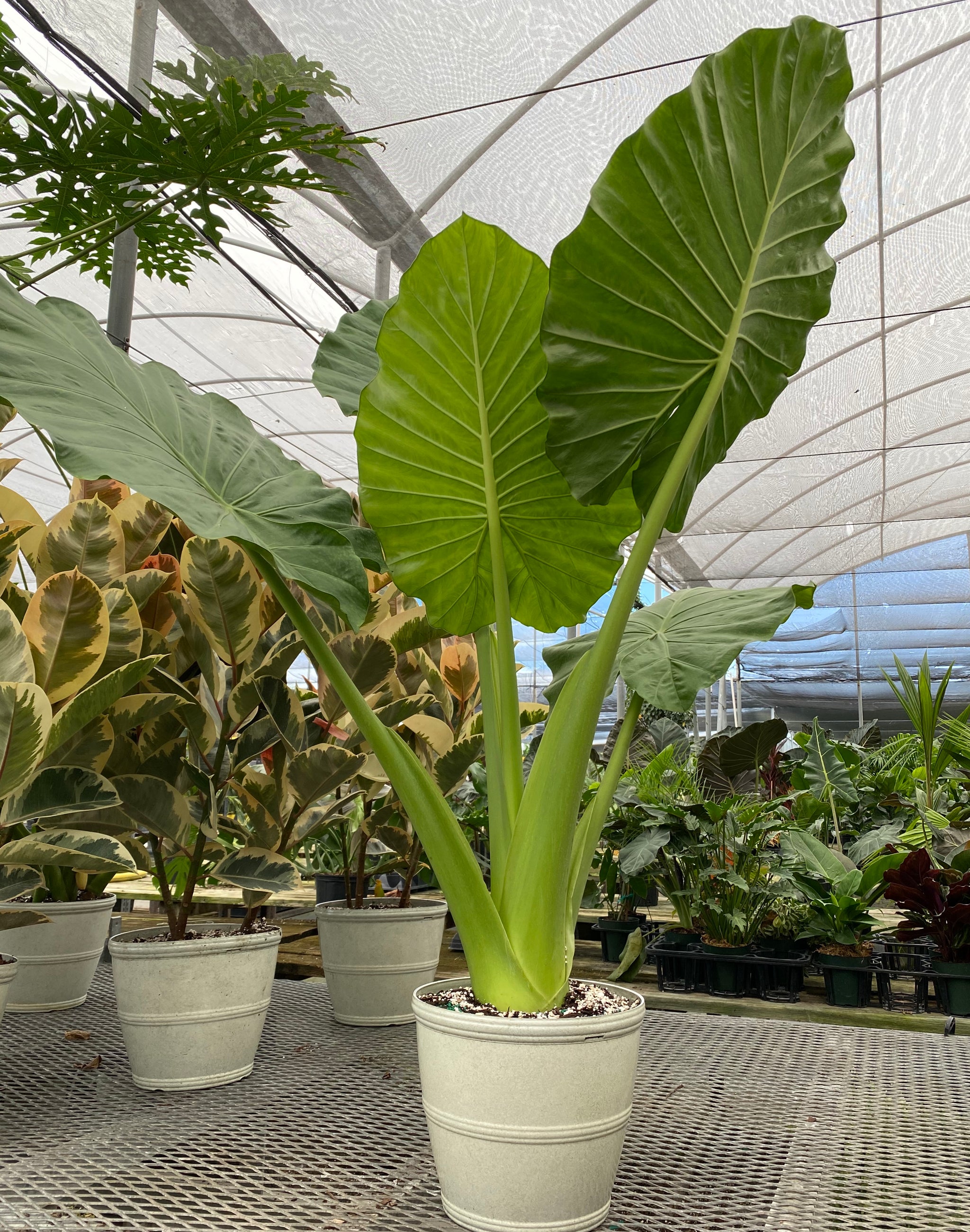 Alocasia Borneo Giant Elephant Ear, Live Tropical Plant. – Eureka Farms