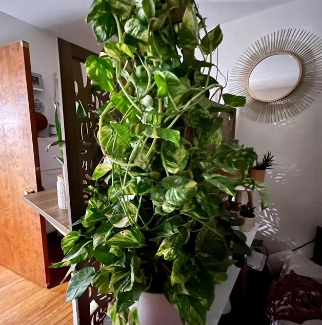 Golden Pothos In Trellis, Epipremnum Aureum – Eureka Farms