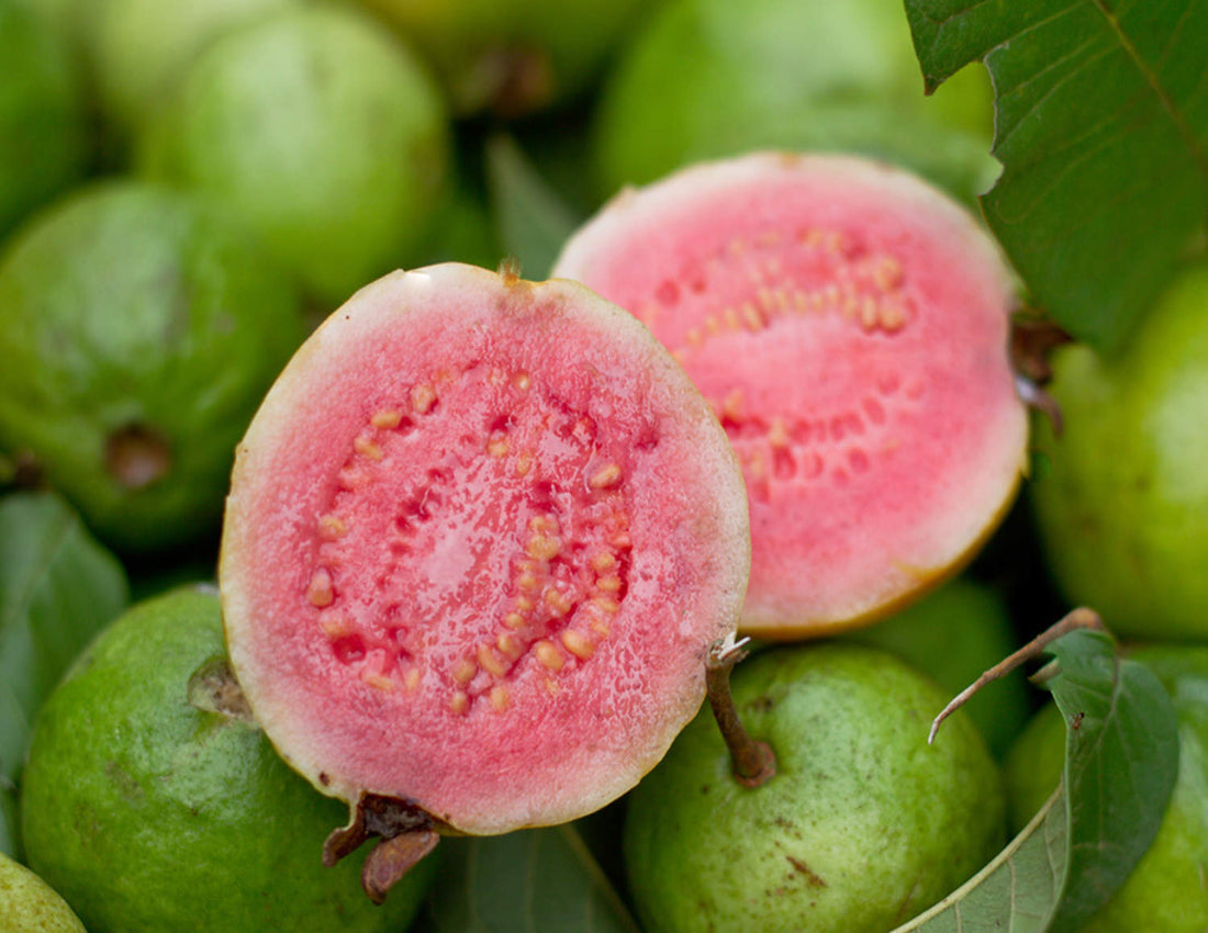 Ruby Supreme Guava Fruit Tree, Psidium Guajava