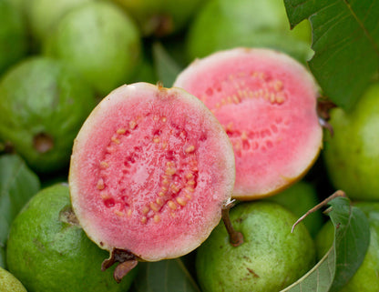 Ruby Supreme Guava Fruit Tree, Psidium Guajava