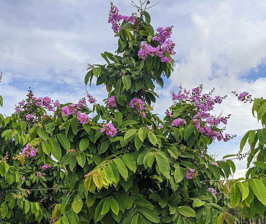 Queen Crape Myrtle Purple, Pride of India