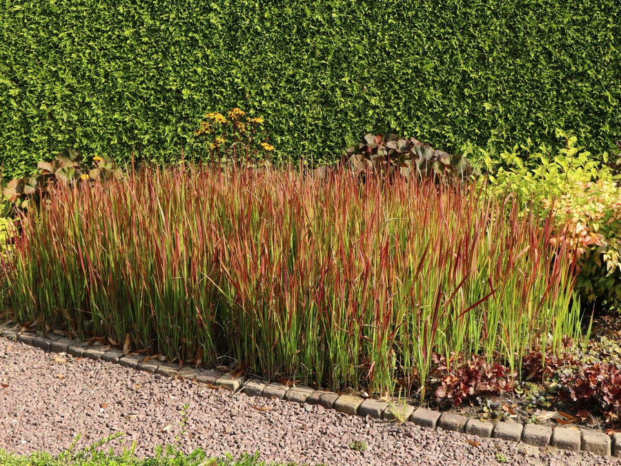 Japanese Blood Grass 'red baron'