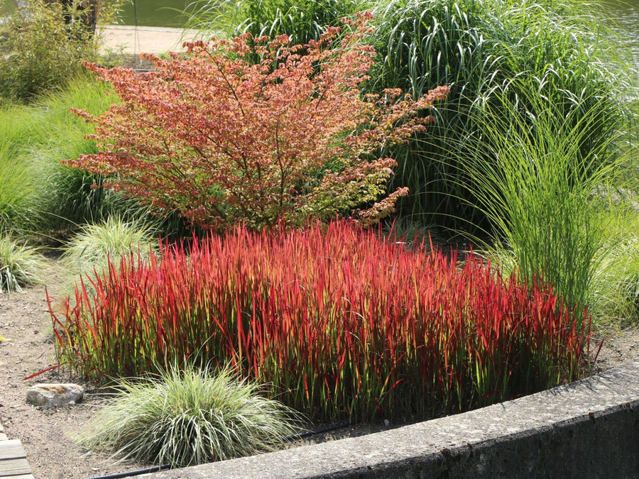Japanese Blood Grass 'red baron'