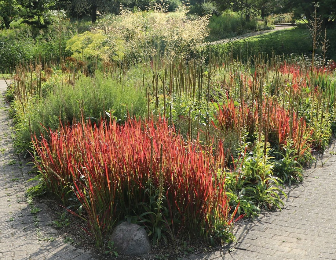 Japanese Blood Grass 'red baron'