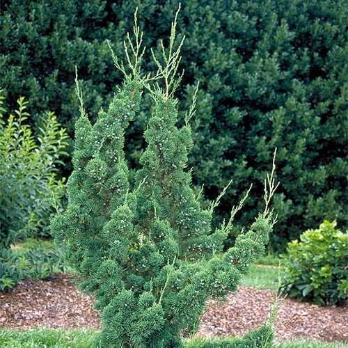Robusta Green Juniper, Juniperus chinensis, Christmas tree