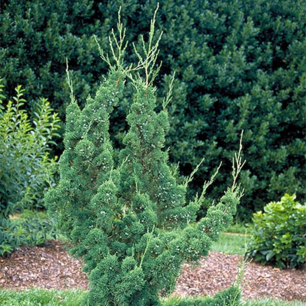 Robusta RobustaGreenJuniper_grande.jpg