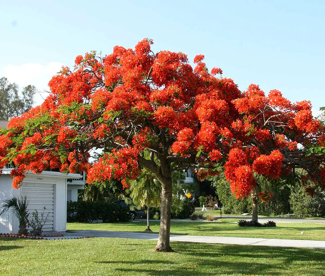 Royal Poinciana, Flamboyant Tree, Flame Tree, Delonix Regia