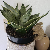 Sansevieria Hahnii Silver, Snake Plant, 6in White Deco Pot