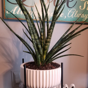 Sansevieria Fernwood Mikado in White Deco Pot