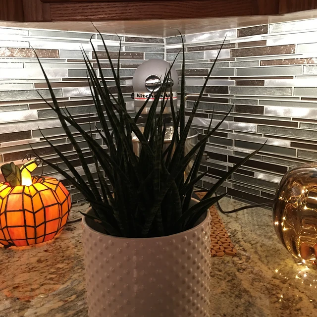 Sansevieria Fernwood Mikado in White Deco Pot