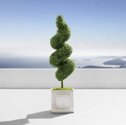 Topiary Trees, Spiral Tree Form Blue Point Juniper in a white pot