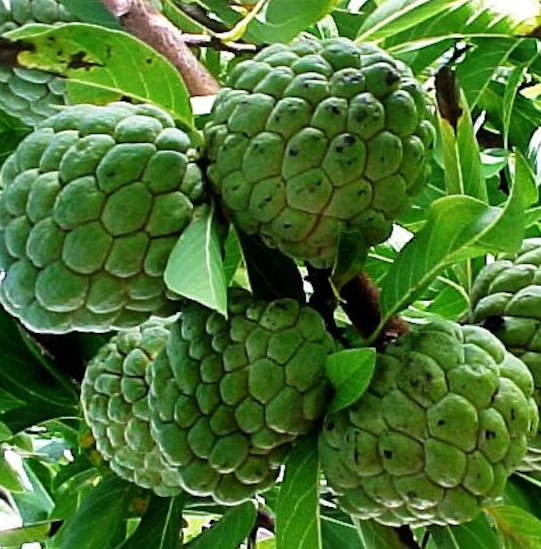 Sugar Apple Fruit Tree, Sweetsop Tree