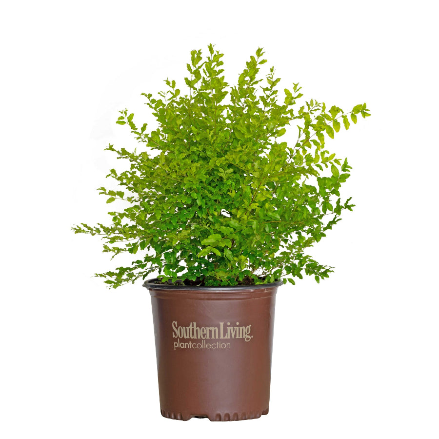 Potted Sunshine Ligustrum shrub with vibrant yellow-green leaves.