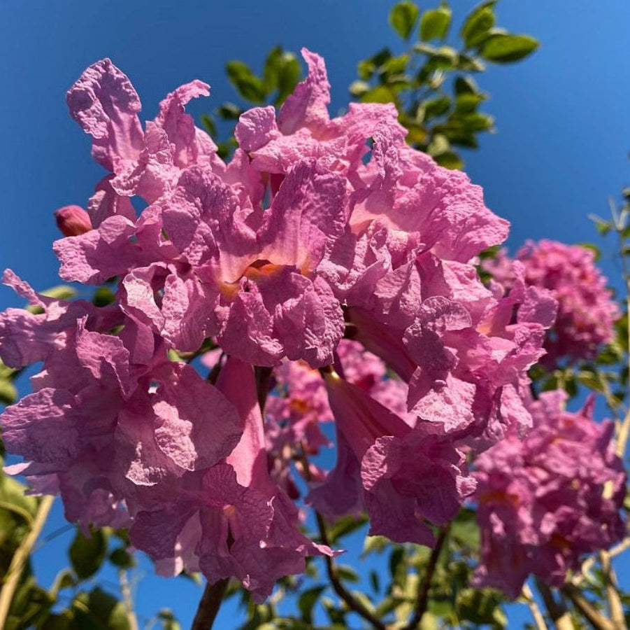 A close-up view of vibrant pink and purple ruffled flowers blooming on a Purple Trumpet Tree (