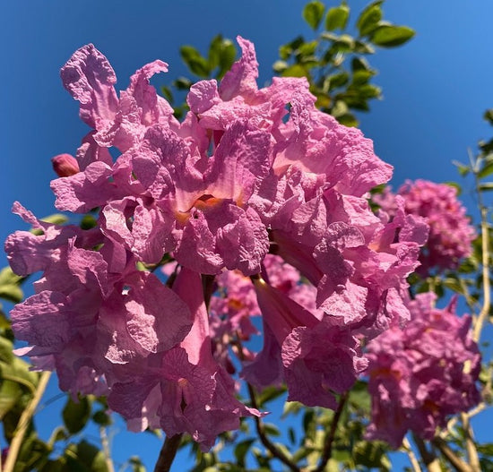 Purple Trumpet Tree, Tabebuia impetiginosa – Eureka Farms