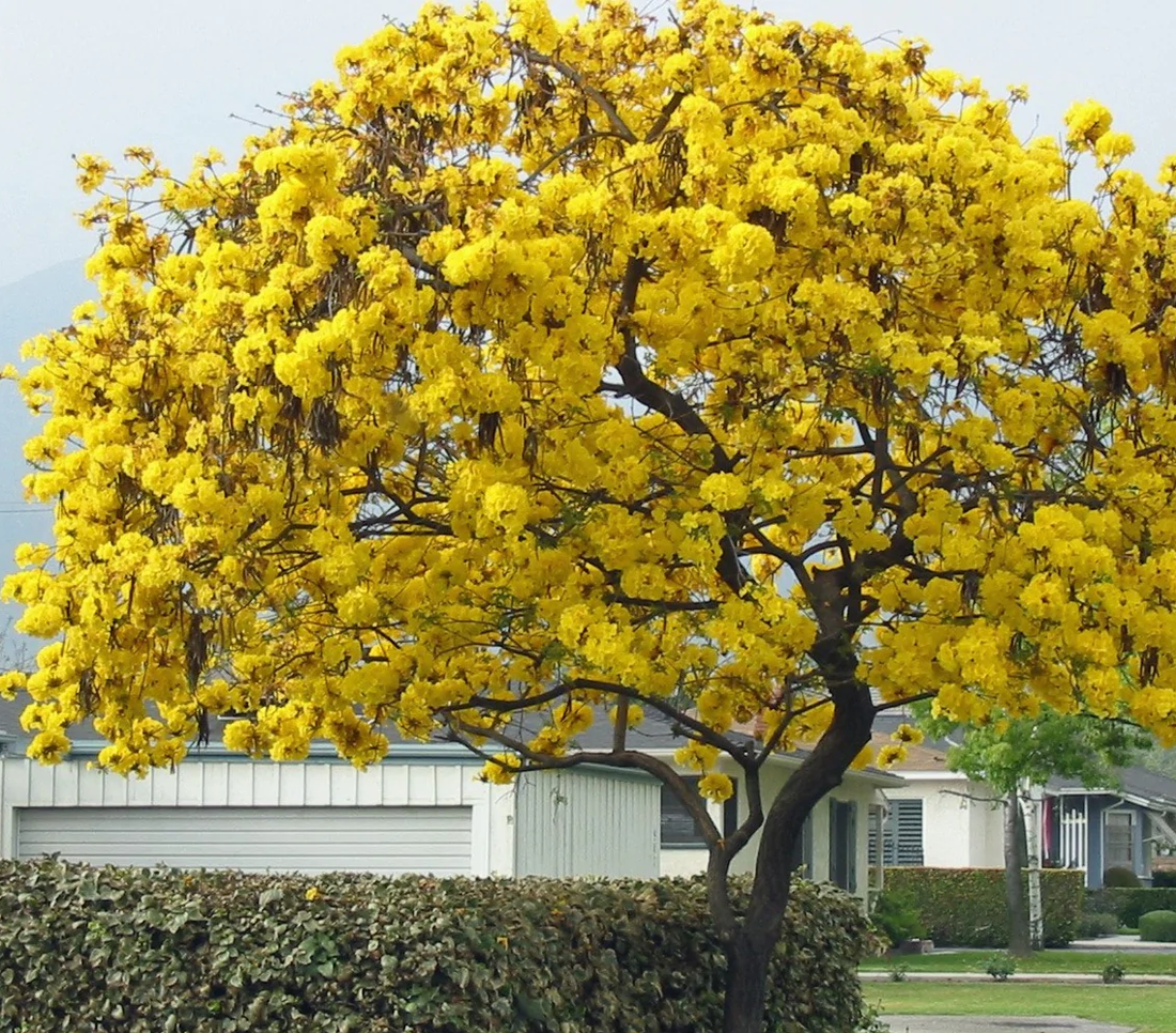 Yellow Trumpet Tree, Tabebuia Flowering Tree