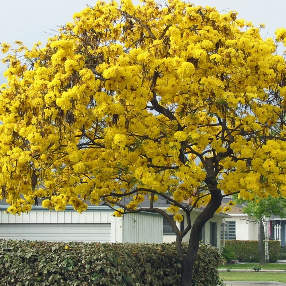 Mature Yellow Trumpet Tree (Tabebuia), showcasing a spectacular, dense canopy completely covered in vibrant golden-yellow blooms, standing prominently in a beautifully landscaped residential outdoor setting behind a manicured green hedge, ideal as a stunning spring-blooming focal point and vibrant landscape feature.