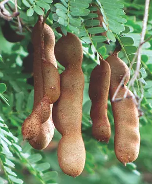 Tart Tamarind Fruit Tree, Tamarindus indica