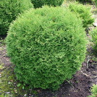 Little Giant Arborvitae Topiary Ball, False White Cedar