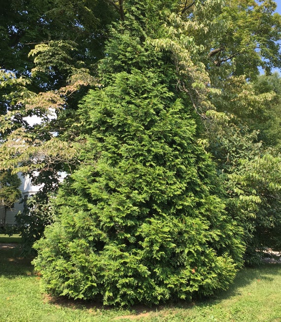 Thuja Junior Green Giant Arborvitae
