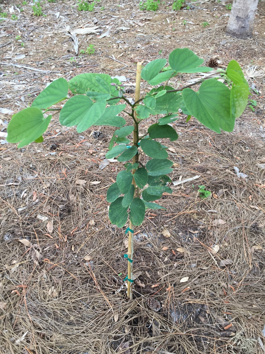 Hong Kong Orchid, Bauhinia x Blakeana PinkPurple Eureka Farms