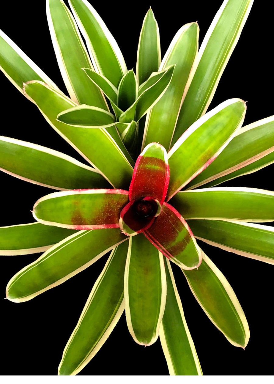 A top-down, close-up view of a Chile Verde Bromeliad, featuring a striking rosette of bright green leaves