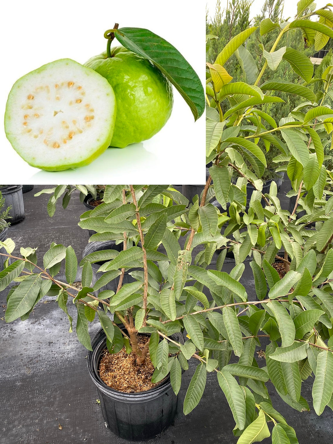 White Guava Fruit Tree, Psidium Guajava