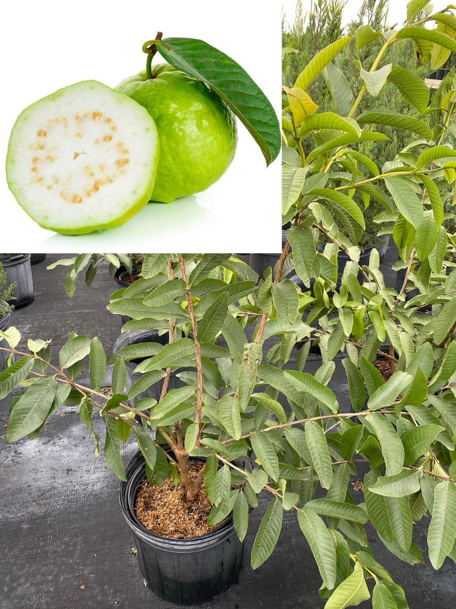Potted White Guava tree with an inset image of whole and halved white guava fruit.