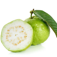 White Guava Fruit Tree, Psidium Guajava