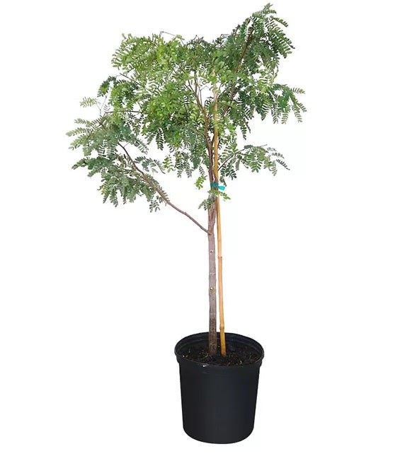 tamarind house plant Buy Wild Tamarind, Lysiloma latisiliquum