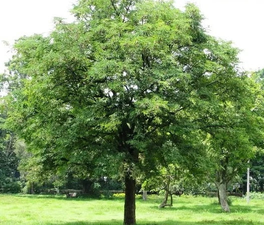 Wild Tamarind, Lysiloma latisiliquum