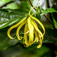 Ylang-ylang Cananga Odorata Flower Tree