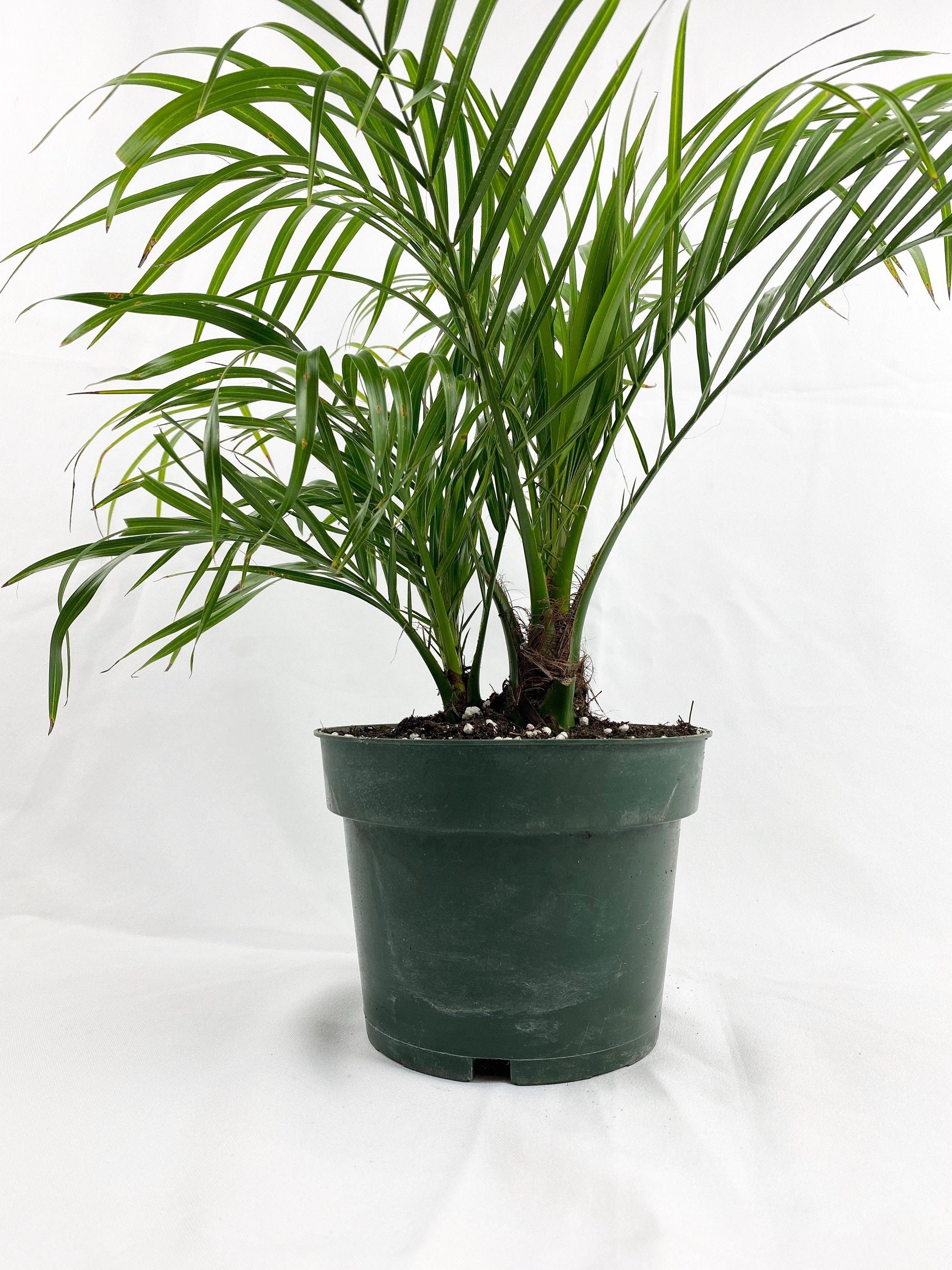 indoor plants in phoenix Date Palm Tree Tripple, Phoenix Roebelinii Pygmy Tropical Palm – Eureka Farms