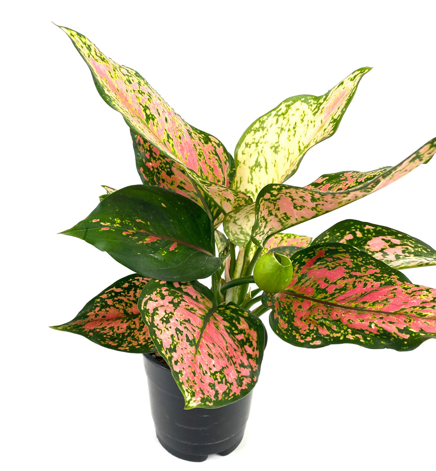Aglaonema Red Valentine, Chinese Evergreen