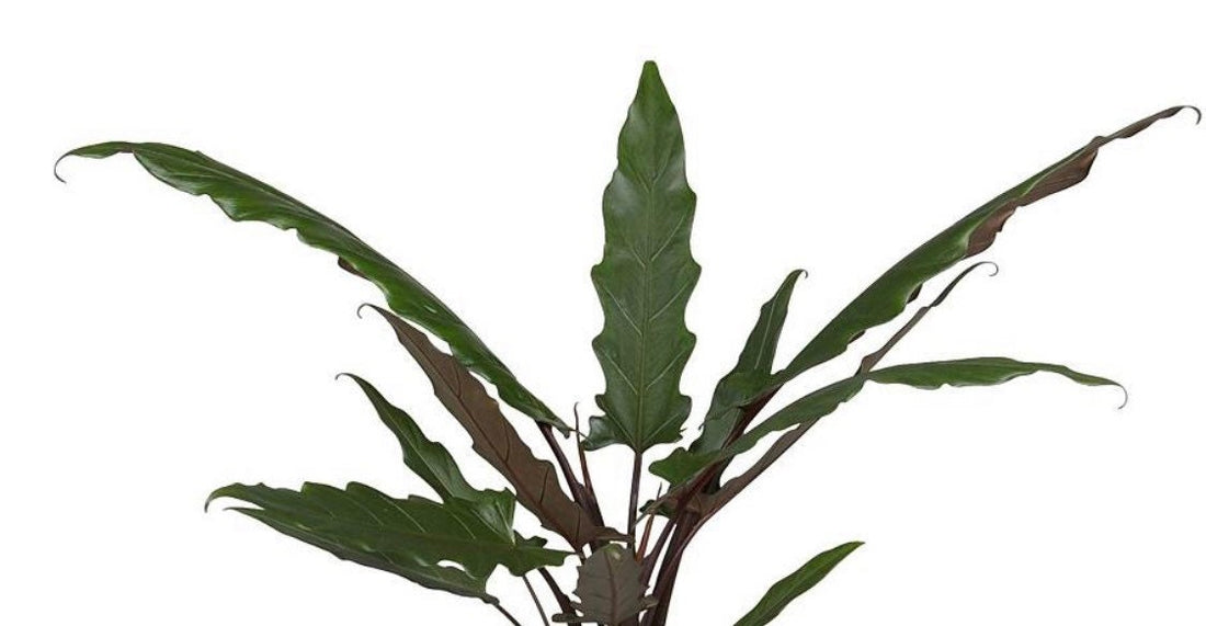 Alocasia Lauterbachiana, Purple Sword Tree