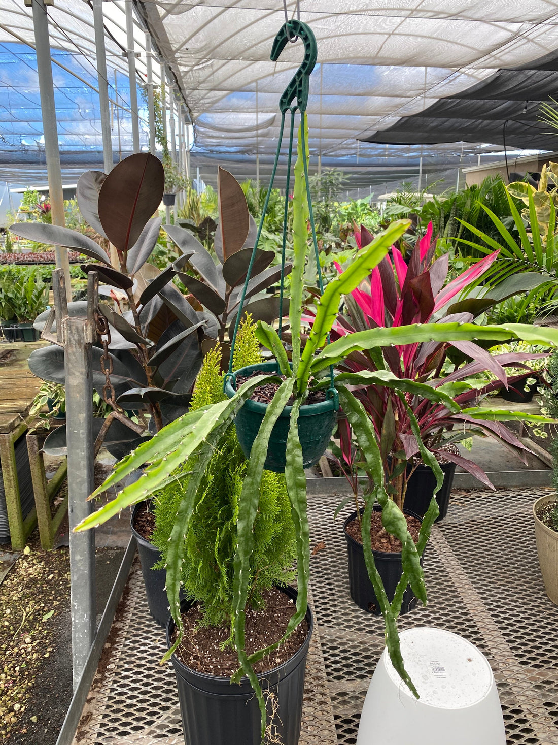 Lepismium Cruciforme, Plant Vines in Hanging Basket, Hurricane or Jungle Cactus.