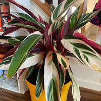 Stromanthe Tricolor, Purple Prayer Plant